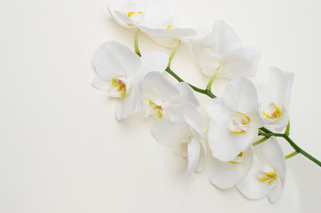 Naklejka na ściany i meble romantic branch of white orchid on beige background.