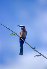 Whitefronted Bee-eater (Merops bullockoides), Selous Game Reserve, Morogoro, Tanzania, Africa