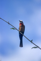 Whitefronted Bee-eater (Merops bullockoides), Selous Game Reserve, Morogoro, Tanzania, Africa