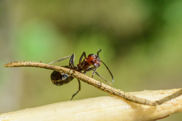 Ant on a branch in the forest, photographed close-up.  