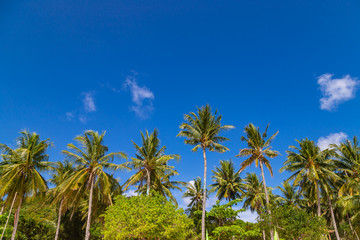 Naklejka na ściany i meble Coconut palm trees on blue sky background. Tropical background of Bulalacao island, Palawan, Philippines