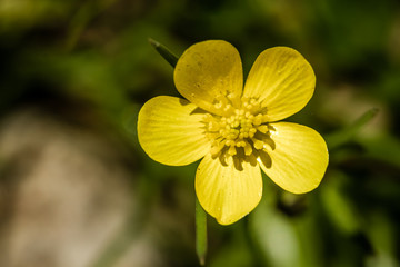 Yellow Meadow Buttercup Flower in Garden, Nature Background