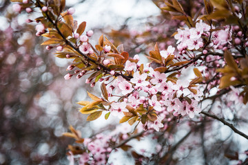 Pink Tree in the Center of Warsaw - 2017