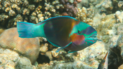 Multicolor Parrot Fish