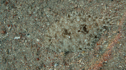 Flounder camouflaged in the sand