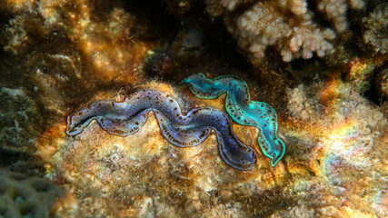 Underwater photo of two giant clams (Tridacna maxima), Red Sea, Egypt