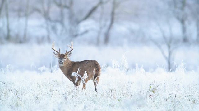 White-tailed deer buck in a frosty meadow just before sunrise in Smoky Mountains National Park. 