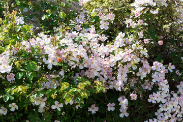 Plant de clématite couvert de fleurs