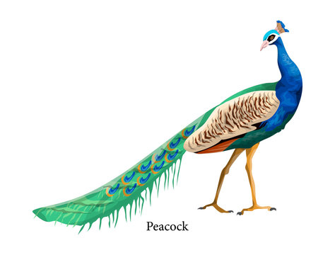 Peacock with bright feather and long tail
