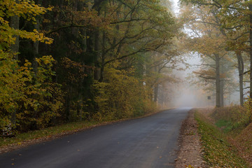 misty autumn morning in the countryside; the rural road goes through a large tree alleys; the leaves of the trees are colored yellow and coincide with the edges of the road