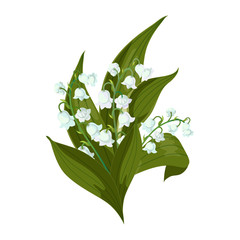 Lilly of the valley-May bells, Convallaria majalis with green leaves on a white background.