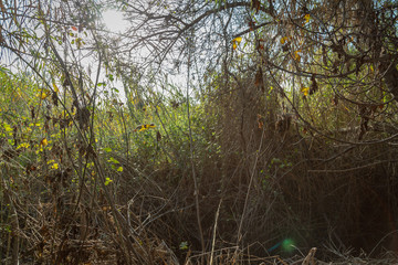 Dan Nature Reserve in North Israel