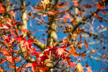 Beautiful Red Mapple Leaves in the Tree
