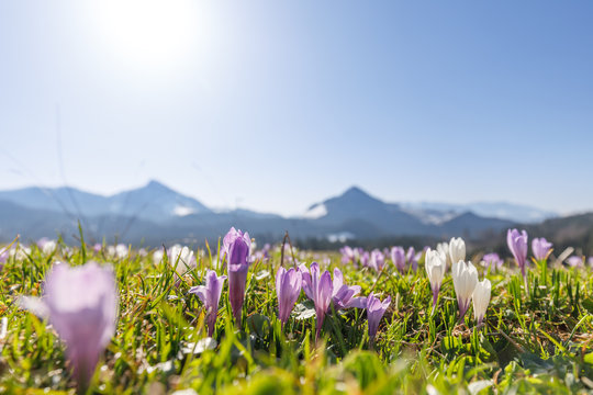closeup of wild crocos in purple and white on famous Mountain Heuberg with snow covered Alps in the background
