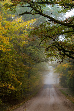 misty autumn morning in the countryside; the rural road goes through a large tree alleys; the leaves of the trees are colored yellow and coincide with the edges of the road