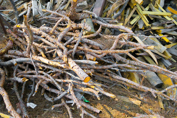 Tree parts in the forest
