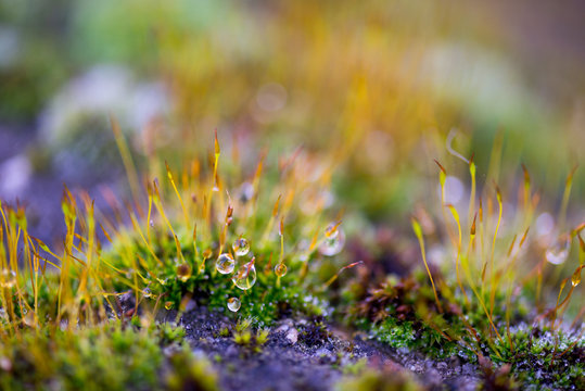 Beautiful Green Moss Grown Up with Water Drop Cover the Rough Stones in the Forrest