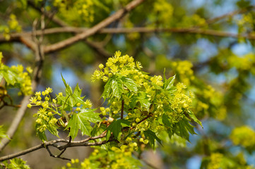 spring, greens, branch, maple, young, foliage, flora, nature