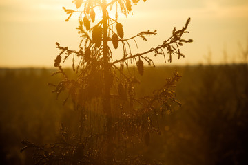 sunset in the forest pine tree top 