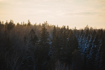 Moody  and snowy pine forest in winter sunset