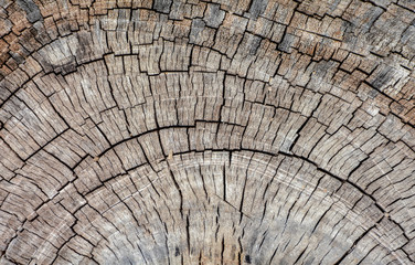 Fototapeta premium old brown wood texture from destroy the forest - background