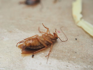 Dead cockroach lying on sticky paper. The corpse of the insect.