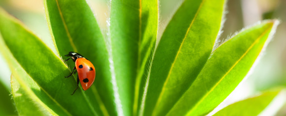 red ladybug on green leaf, ladybird creeps on stem of plant in spring in garden summer