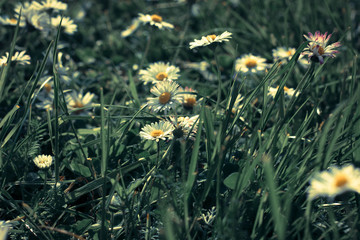 G&auml;nsebl&uuml;mchen