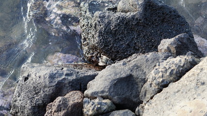 Crab hiding in crevice