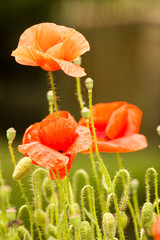 Mohn