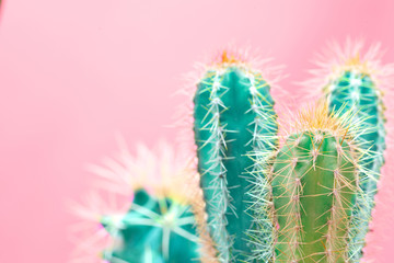Trendy tropical Neon Cactus plant on Pink Color background. Minimal Art Concept. Creative Style.