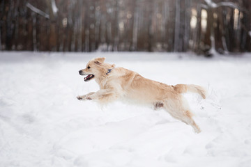 Beautiful dog breed Golden Retriever in the winter forest