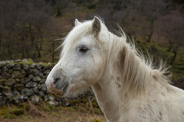 White Horse in the Lake District