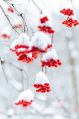 Snow-covered bunches of red viburnum berries in the winter garden.