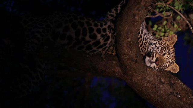 Young male leopard sleeping comfortably in an awkward position in a maroela tree with wind blowing through the leaves. Greater Kruger South Africa. Flat plane illuminated by spotlight