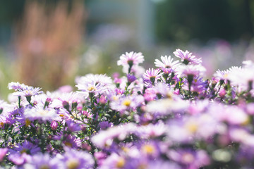 Obraz premium September flowers