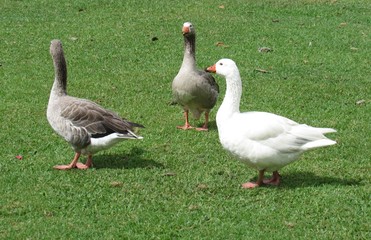 Os três gansos na fazenda