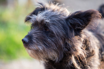 Beautiful senior black stray dog portrait adoption concept