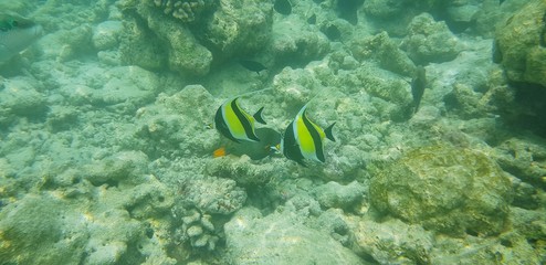 Falterfische