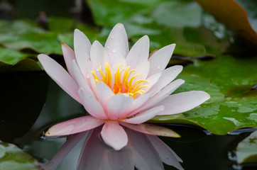 beautiful lotus flower