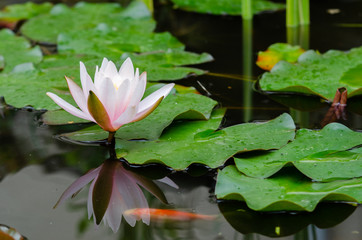 beautiful lotus flower
