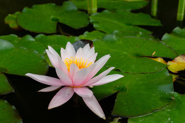 beautiful lotus flower