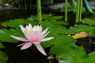 beautiful lotus flower