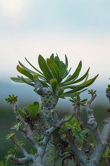 isolated tropical plant
