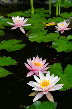 Fototapeta beautiful lotus flower