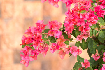 Purple bougainvillea flower