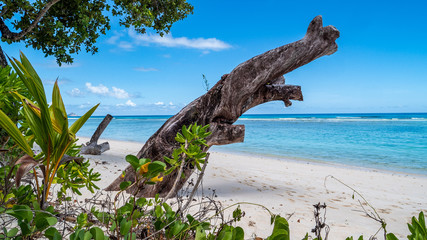 paradise Beach with Tree stumps, beautiful blue sea and beach in the Seychelles, Silhouette Island