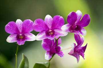 Fototapeta premium Orchid flower on branch