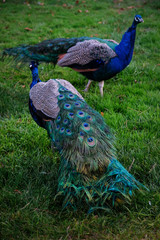 Fototapeta premium pavos reales