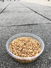 Feeding Birds with Sunflower / Kernel Seeds in Istanbul Streets. / Turkey.